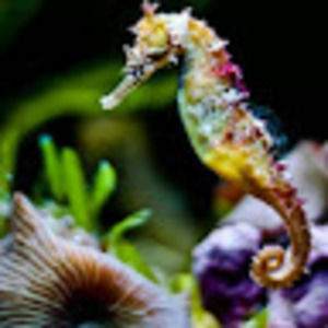 Meet your Posher, Tracy ann